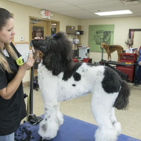 The Pet Spot Grooming